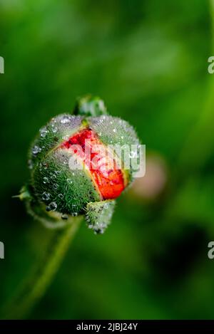 primo piano di un fiore di papavero di apertura con gocce d'acqua Foto Stock
