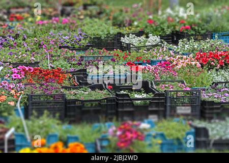 Fiori che crescono in vasi di plastica per la vendita in serra. Giardinaggio, orticoltura. Foto Stock