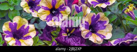 Bello colorato di freschezza petunie fiore in giallo, rosso e viola fiore e crescita in vaso vicino finestra all'esterno, balcone decorato in estate s. Foto Stock