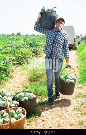 Giardiniere porta secchi pieni di carciofi Foto Stock