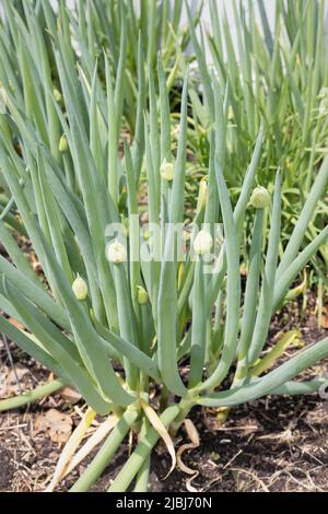 Allium fidulosum - cipolla gallese. Foto Stock