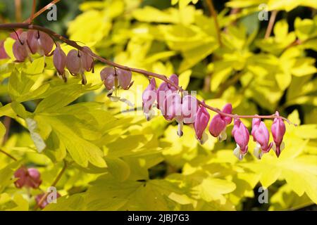 Lamprocapnos spectabilis 'cuore d'oro' che sanguina i fiori di cuore. Foto Stock