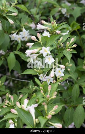 Weigela Florida "Cavaliere Bianco". Foto Stock