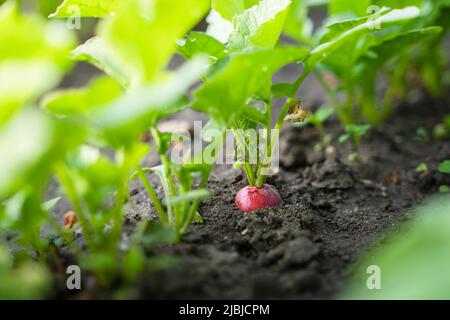 Crescendo nel terreno su un letto da giardino, un ravanello di un ricco colore rosso-rosa primo piano Foto Stock