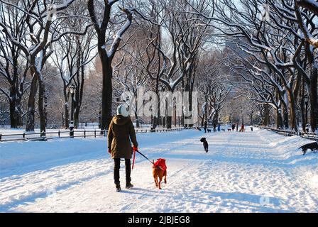 Una giovane donna trascorre una mattinata invernale camminando il suo cane a seguito di una tempesta di neve a Central Park a New York City Foto Stock