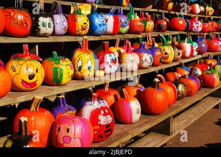 File di zucche colorate fiancheggiano il lato di un fienile in una soleggiata giornata autunnale nei pressi di Halloween Foto Stock