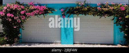 Rosa Bougainvillea Fiori sulle pareti turchesi, Captiva Island, Florida, USA Foto Stock