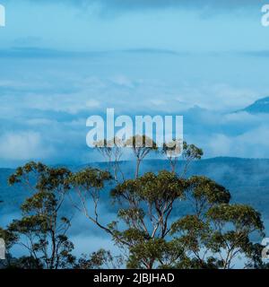 Alberi di gomma di eucalipto che arrivano dalle nebbiose Blue Mountains fino agli strati di nuvole nel cielo, Echo Point, Katoomba, Australia Foto Stock