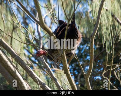 Uccelli, Bush o Brush tacchino arroccato in un albero, Australia Foto Stock