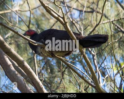 Uccelli, Bush o Brush tacchino arroccato in un albero, Australia Foto Stock