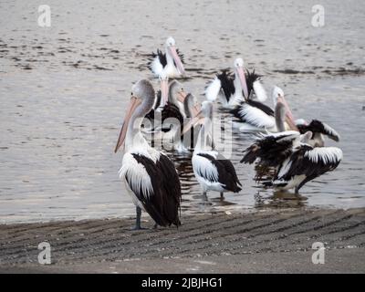 Uccelli di una piuma, un gregge di pellicani australiani che si adornano, flaoting e preening insieme, in acque poco profonde vicino alla rampa della barca, Tuncurry NSW Australia Foto Stock