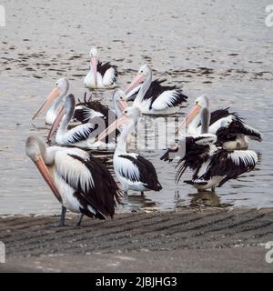 Uccelli di una piuma, un gregge di pellicani australiani che si adornano, flaoting e preening insieme, in acque poco profonde vicino alla rampa della barca, Tuncurry NSW Australia Foto Stock