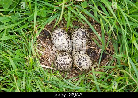 Lappatura settentrionale Vanellus vanellus, nido contenente 4 uova su paludi al pascolo, Suffolk, Inghilterra, giugno Foto Stock