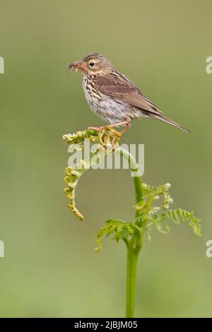 Prato pipelit Anthus pratensis, adulto arroccato su bracken con becco di insetti, Suffolk, Inghilterra, giugno Foto Stock