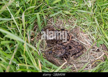 Lappatura settentrionale Vanellus vanellus, 2 pulcini appena sfornati in nido sulle paludi al pascolo, Suffolk, Inghilterra, giugno Foto Stock