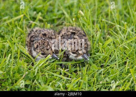 Lappatura settentrionale Vanellus vanellus, 2 pulcini appena sfornati, ciascuno con dente d'uovo, accovacciato su palude pascolo, Suffolk, Inghilterra, giugno Foto Stock