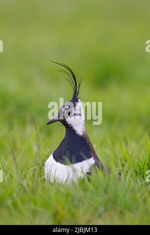 Lappatura settentrionale Vanellus vanellus, adulto maschio incubando uova in nido su palude pascolo, Suffolk, Inghilterra, maggio Foto Stock