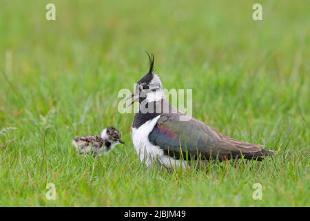 Nord lappata Vanellus vanellus, donna adulta chiamata al pulcino appena schiusa, Suffolk, Inghilterra, maggio Foto Stock