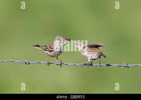 Pipeline Anthus pratensis, coppia adulta arroccata su filo spinato, maschio alimentazione invertebrati a femmina, Suffolk, Inghilterra, maggio Foto Stock