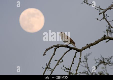 Comune nightingale Luscinia megarhynchos, maschio adulto che canta di notte con luna piena sullo sfondo, Suffolk, Inghilterra, maggio, immagine composita Foto Stock