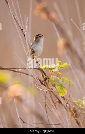 Sedge Warbler Acrocephalus schoenobaenus, canto maschile adulto da bramble all'interno di Reedbed, RSPB Minsmere Nature Reserve, Suffolk, Engalnd, giugno Foto Stock