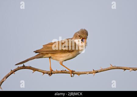 Comune whitegola Sylvia communis, canto maschile adulto, Suffolk, Inghilterra, luglio Foto Stock