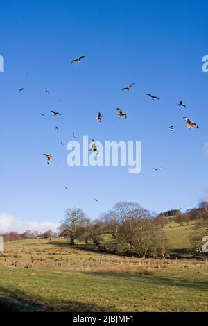 Red kite Milvus milvus, gruppo che sorvola la stazione di alimentazione, Gigrin Farm, Powys, Galles, marzo Foto Stock