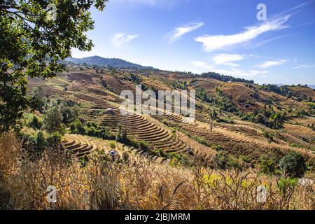 Terrazze di riso Ban Pa Pong Piang o Baan Pa Pong Pieng nel parco nazionale di Doi Inthanon, Chiang mai, Thailandia Foto Stock