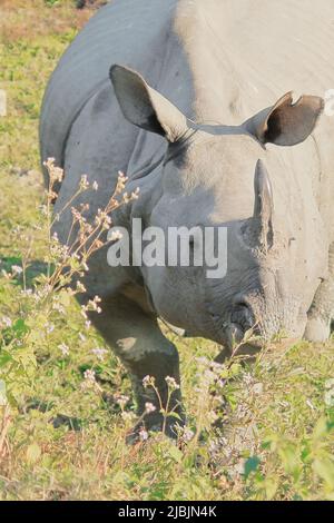 primo piano di vista endemica e in via di estinzione indiano uno rinoceronte cornuto o più grande uno rinoceronte cornuto (rinoceros unicornis) nel parco nazionale di kaziranga in Foto Stock