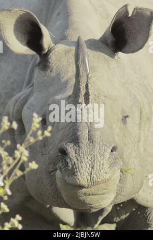 primo piano di vista endemica e in via di estinzione indiano uno rinoceronte cornuto o più grande uno rinoceronte cornuto (rinoceros unicornis) nel parco nazionale di kaziranga in Foto Stock