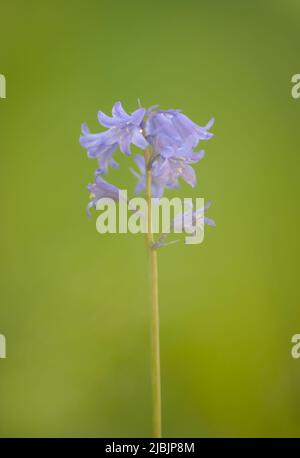 Un bel fiore di Bluebell, (Hyacinthoides non-scripta), fotografato su un semplice sfondo verde fogliame Foto Stock