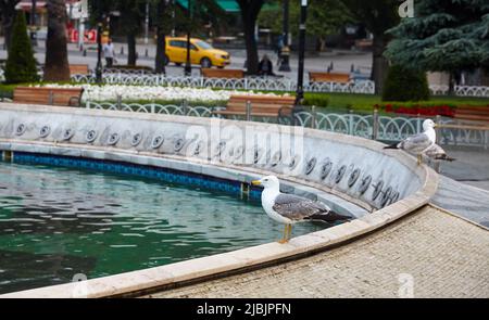 Seagull uccello vicino fontana il parco Sultan Ahmet nel centro di Istanbul città, Turchia Foto Stock