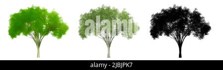 Set o collezione di alberi di olmo americano, dipinti, naturali e come una silhouette nera su sfondo bianco. Illustrazione concettuale o concettuale 3d per nat Foto Stock