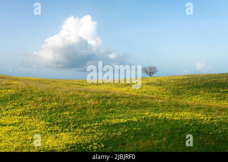 Campo verde con fiori gialli e cielo blu con nuvole. Vista panoramica su erba e fiori sulla collina nella soleggiata primavera Foto Stock