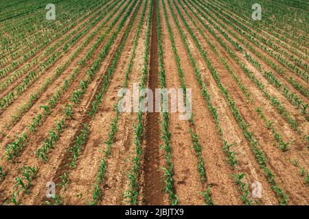 Vista aerea dei germogli di mais in campo agricolo coltivato, drone pov. Concetto di agricoltura e agricoltura. Foto Stock