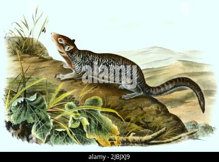 Zieselmaus Europäische Ziesel, Spermophilus citellus, SYN: Citellus citellus, auch ...