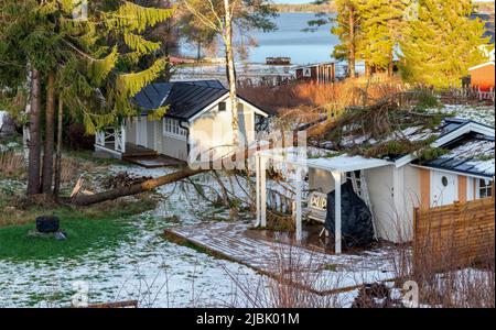 Albero di abete rosso caduto su tetto piccolo cottage. Svezia settentrionale Foto Stock