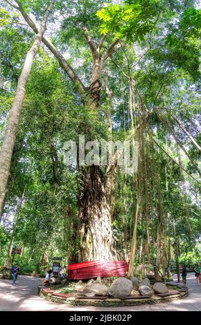 Grande vecchio albero tropicale con cintura rossa nella Foresta delle scimmie sacre, Ubud, Bali, Indonesia Foto Stock