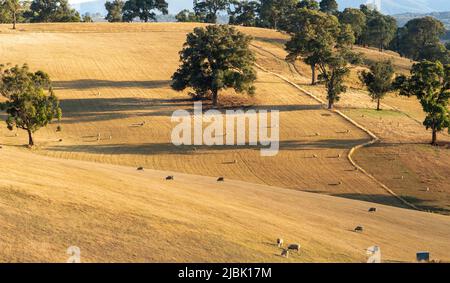 Collina punteggiata di pecore a fine febbraio in Australia meridionale Foto Stock