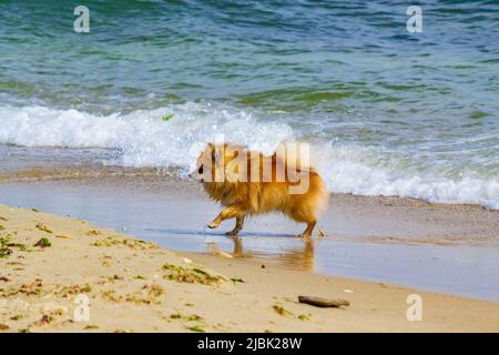 Tedesco Spitz cane a piedi sulla spiaggia, Varna, Bulgaria Foto Stock