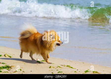 Tedesco Spitz cane a piedi sulla spiaggia, Varna, Bulgaria Foto Stock