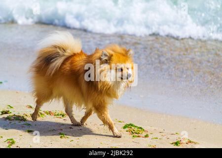 Tedesco Spitz cane a piedi sulla spiaggia, Varna, Bulgaria Foto Stock