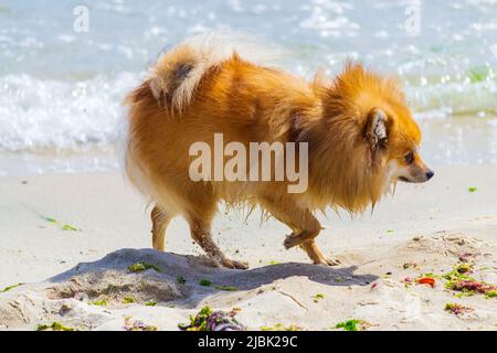 Tedesco Spitz cane a piedi sulla spiaggia, Varna, Bulgaria Foto Stock