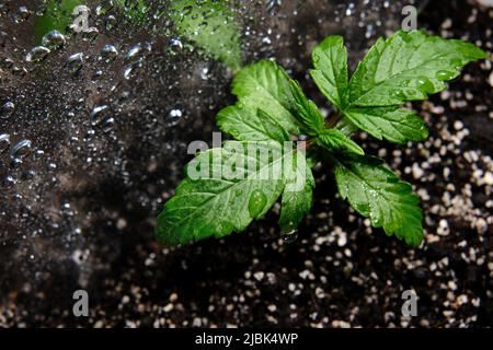 Germoglio di cannabis in una scatola di crescita, vista macro. Piccola pianta di marijuana in una scatola di coltivazione con terreno di cocco, vista dall'alto, posa piatta. Concetto di crescita micro. Innaffiare Foto Stock