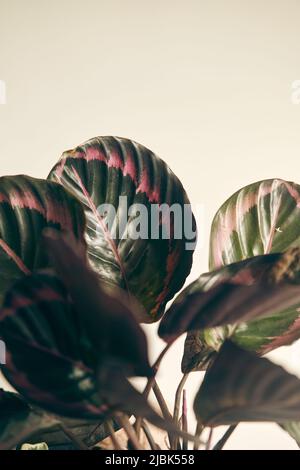 Bush rosa calatea medaglione in una pentola su una mensola Foto Stock