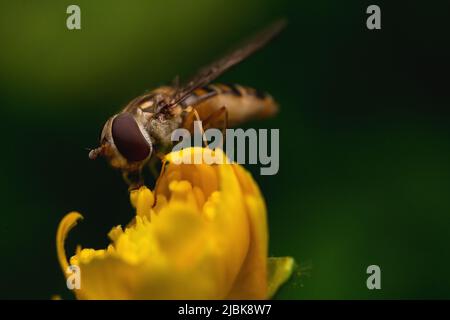 Un'ape raccoglie il polline su un fiore giallo. Foto Stock