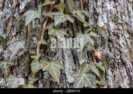 Radici di Ivy su tronco di albero. Hedera Helix o edera europea che si arrampica sulla corteccia di un albero. Primo piano Foto Stock