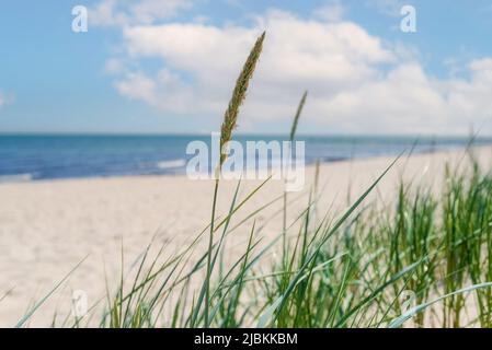 sfondo mare, erba spiaggia su spiaggia vuota, oceano e cielo blu Foto Stock