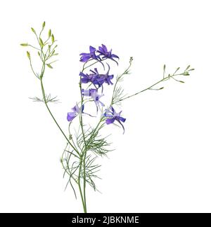 Fiore di gelsomino, isolato su sfondo bianco. Fiori bianchi di gelsomino terry Foto Stock