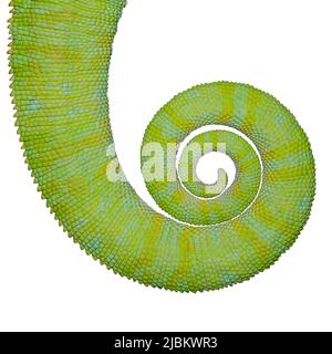 Chameleon coda primo piano isolato sul dorso bianco. Coda di un Chomeleon Yemen multicolore. Nome binomiale Chamaeleo calyptratus. Foto Stock